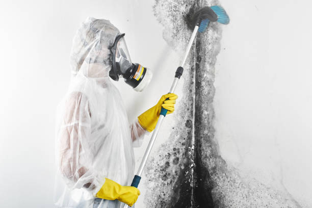 Mold Documentation for Insurance Claims in North Sea, NY