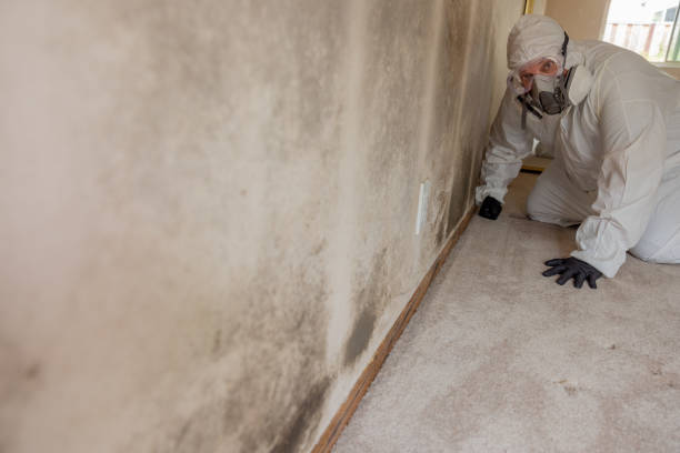 Best Dehumidification Services  in North Sea, NY